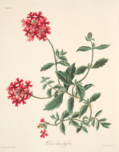 Verbena de flores escarlata, de Ilustraciones Florales de las Estaciones, pub. 1829 de Margaret Roscoe